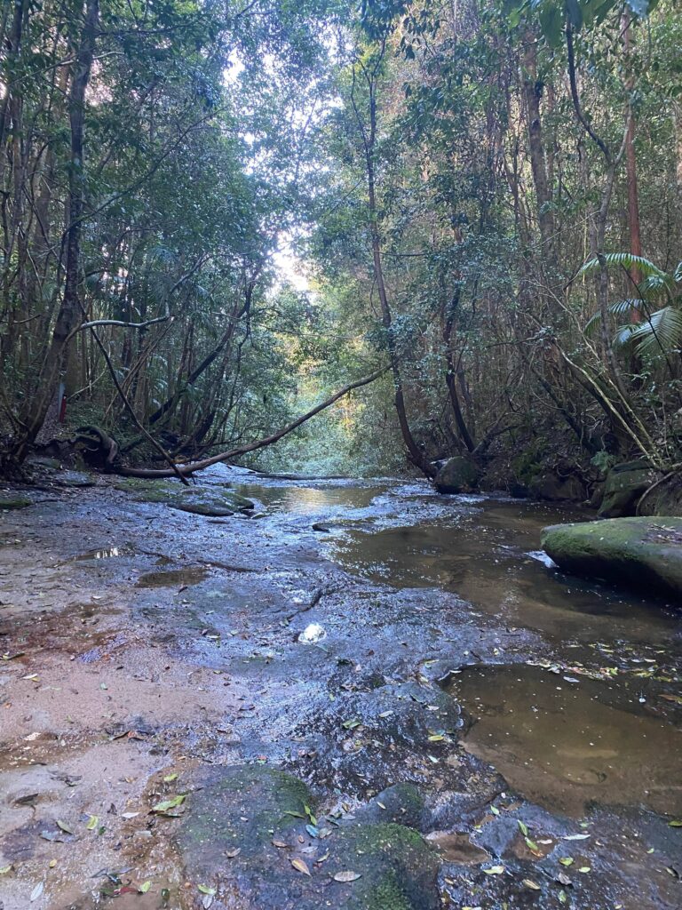 dora creek olney state forest