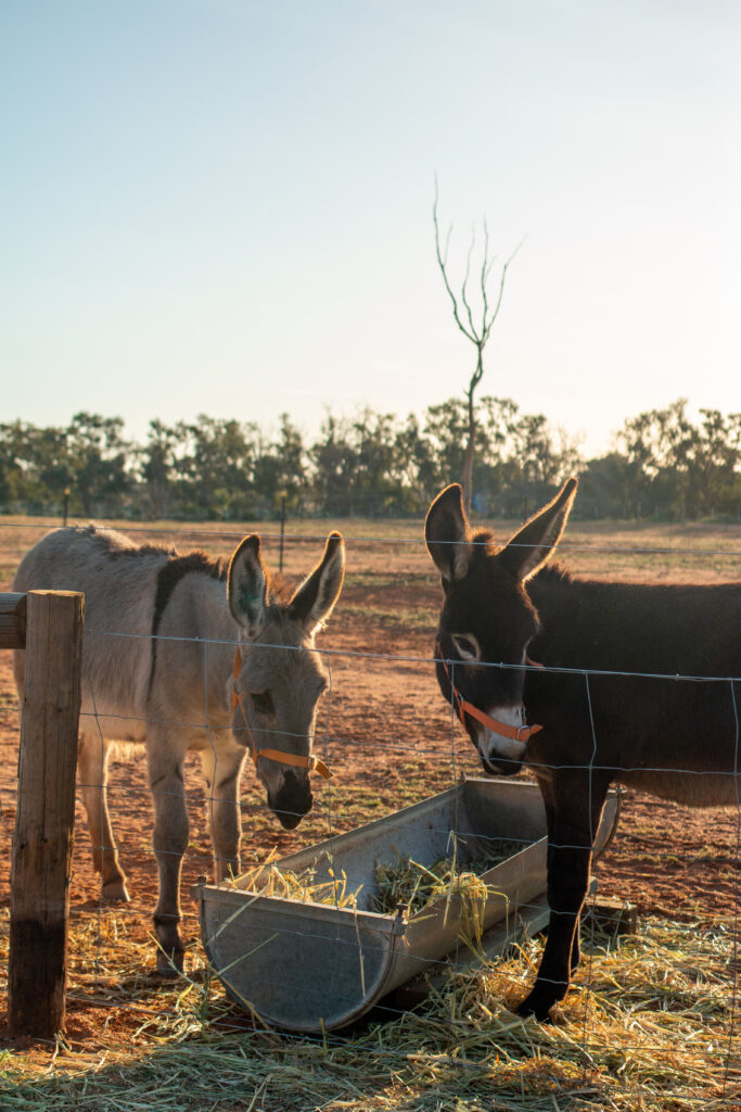 donkeys which wonder through camo and silverton
