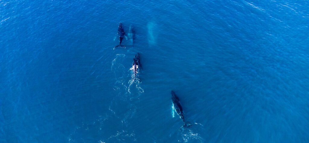 humpback whales beowa national park