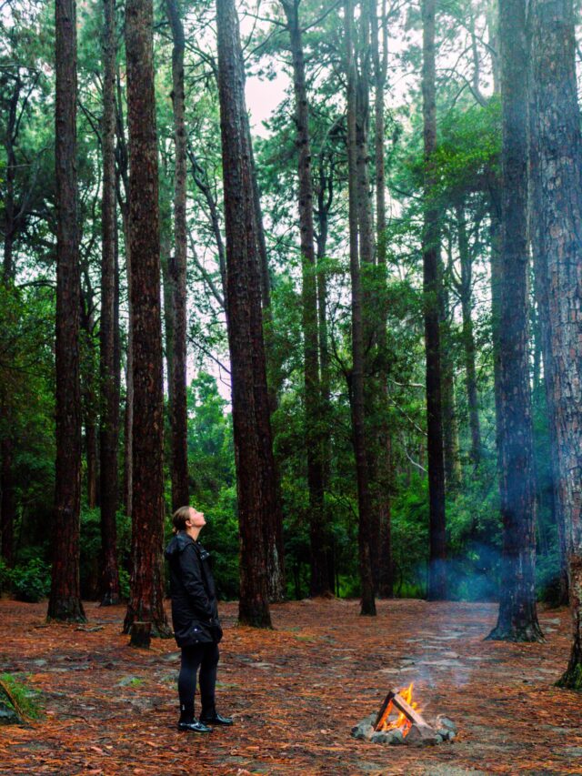 the pines campground